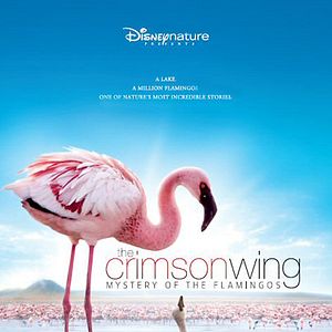 Foto Disneynature. Crimson Wing