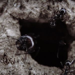 Foto Los increíbles