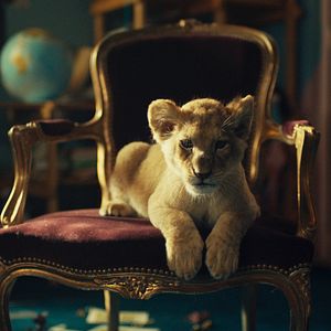 Foto King, mi pequeño rey