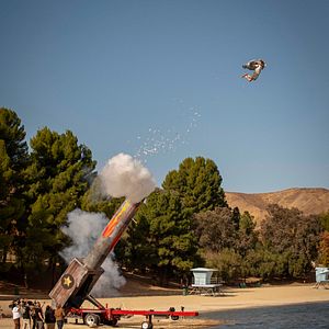 Foto jackass forever