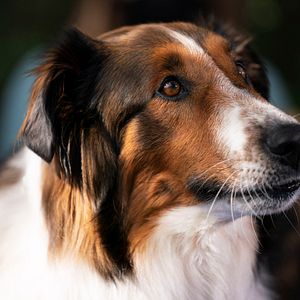 Foto El rescate de Ruby