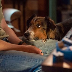 Foto El rescate de Ruby