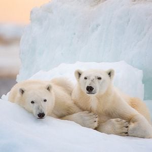 Foto Polar Bear