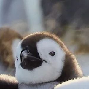 Foto Pequeños salvajes