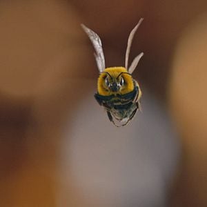 Foto El hombre contra la abeja