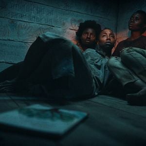 Foto Los árboles de la paz