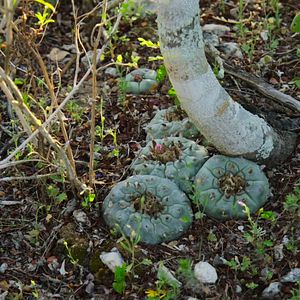 Foto Cómo cambiar tu mente