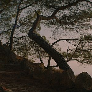 Foto Simone, la mujer del siglo