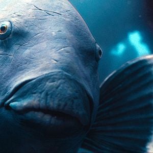 Foto Nadando en libertad