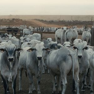 Foto Amazonas: Territorio límite