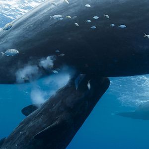 Foto Las guardianas del planeta