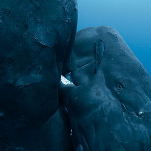 Foto Las guardianas del planeta