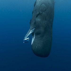 Foto Las guardianas del planeta