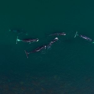 Foto Las guardianas del planeta