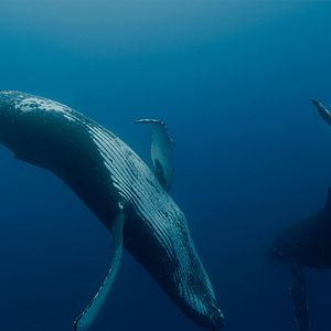 Foto Las guardianas del planeta