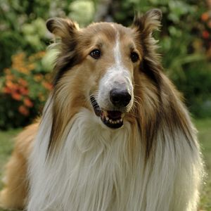 Foto Lassie (Una nueva aventura)