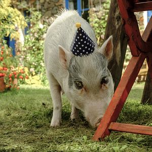 Foto Lassie (Una nueva aventura)