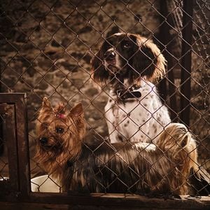 Foto Lassie (Una nueva aventura)