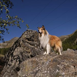 Foto Lassie (Una nueva aventura)