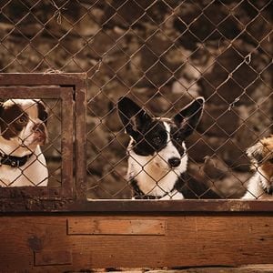 Foto Lassie (Una nueva aventura)