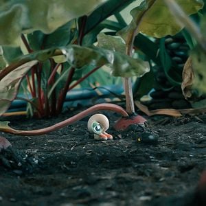 Foto Marcel The Shell With Shoes On