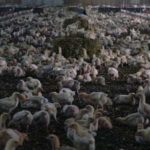 Foto Intoxicación: La cruda verdad de nuestra comida