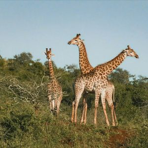 Foto Thabo y el caso del rinoceronte