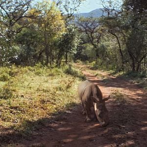 Foto Thabo y el caso del rinoceronte