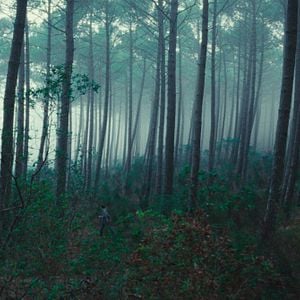 Foto El reino animal