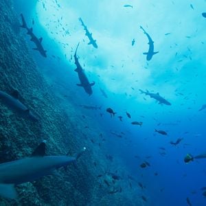 Foto Nuestros océanos