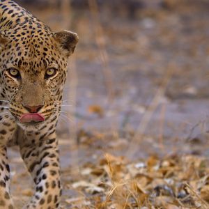 Foto Sonidos terrestres