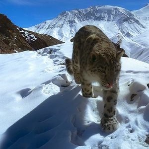 Foto Sonidos terrestres