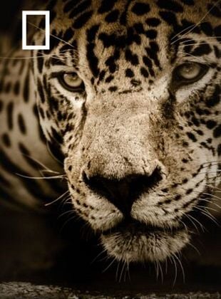 Cartel de Depredadores