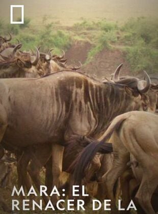 Cartel de Mara: el renacer de la Sabana