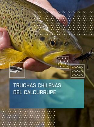 Cartel de Truchas chilenas del Calcurrupe