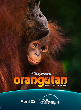 Orangutan