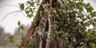 Cartel de Better to Marry Than Burn