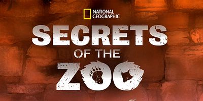 Cartel de A Cheetah's Greatest Race