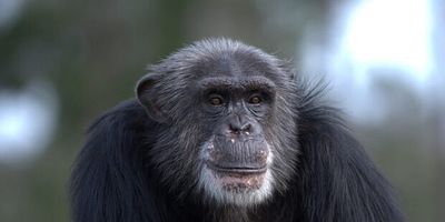 Cartel de Power Plays