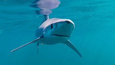 Los tiburones atacaban al equipo de rodaje de este documental de Netflix: “¡Era como 'Tiburón'!”