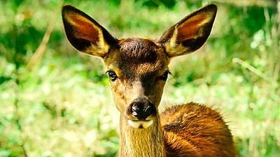 'Bambi' ha cobrado vida en pantalla grande pero no tiene nada que ver con Disney noticias imagen