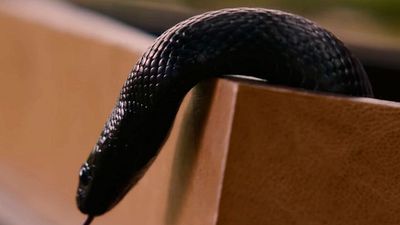 “Una historia de fantasía inteligente y original”: La cancelación más injusta de Prime Video también indigna a George R.R. Martin noticias imagen