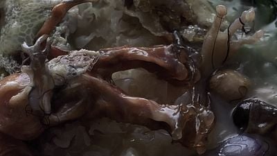 Sólo tienes 5 días para verla en Prime Video: una desafiante y visceral película de ciencia ficción que es puro Cronenberg noticias imagen