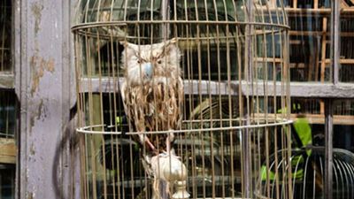PETA acusa al Harry Potter Studio Tour de Londres de maltrato a los búhos