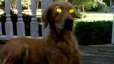 'Pesadillas': ¿Sabes cuál es el origen del perro del opening?  noticias imagen