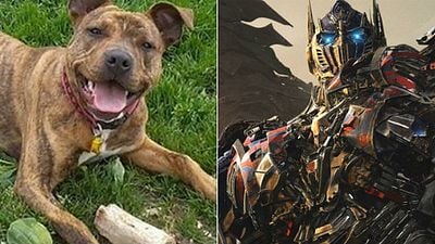 'Transformers: The Last Knight': Michael Bay ficha al "perro más solitario de Gran Bretaña" para la película noticias imagen