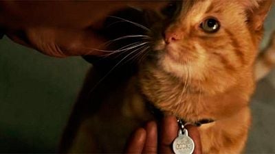 Definitivamente, el gato de 'Capitana Marvel' no es un gato noticias imagen