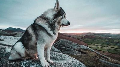 'Juego de Tronos': Muere el perro que dio vida a Verano debido a un cáncer noticias imagen