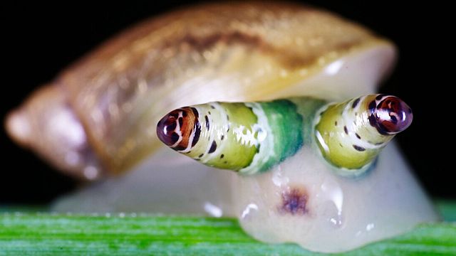 Caracoles zombis y peces vampiro: Así es la nueva serie de terror de Blumhouse noticias imagen