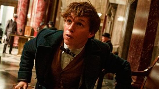 'Animales fantásticos y dónde encontrarlos': ¿Prefieres que sea una trilogía o una tetralogía? noticias imagen